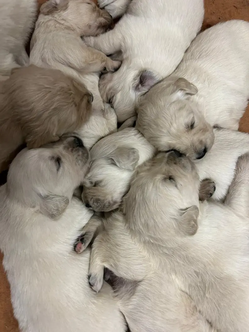 Une nouvelle portée de chiots Golden Retriever née au Domaine des Lys du Gaucho à Fontaines