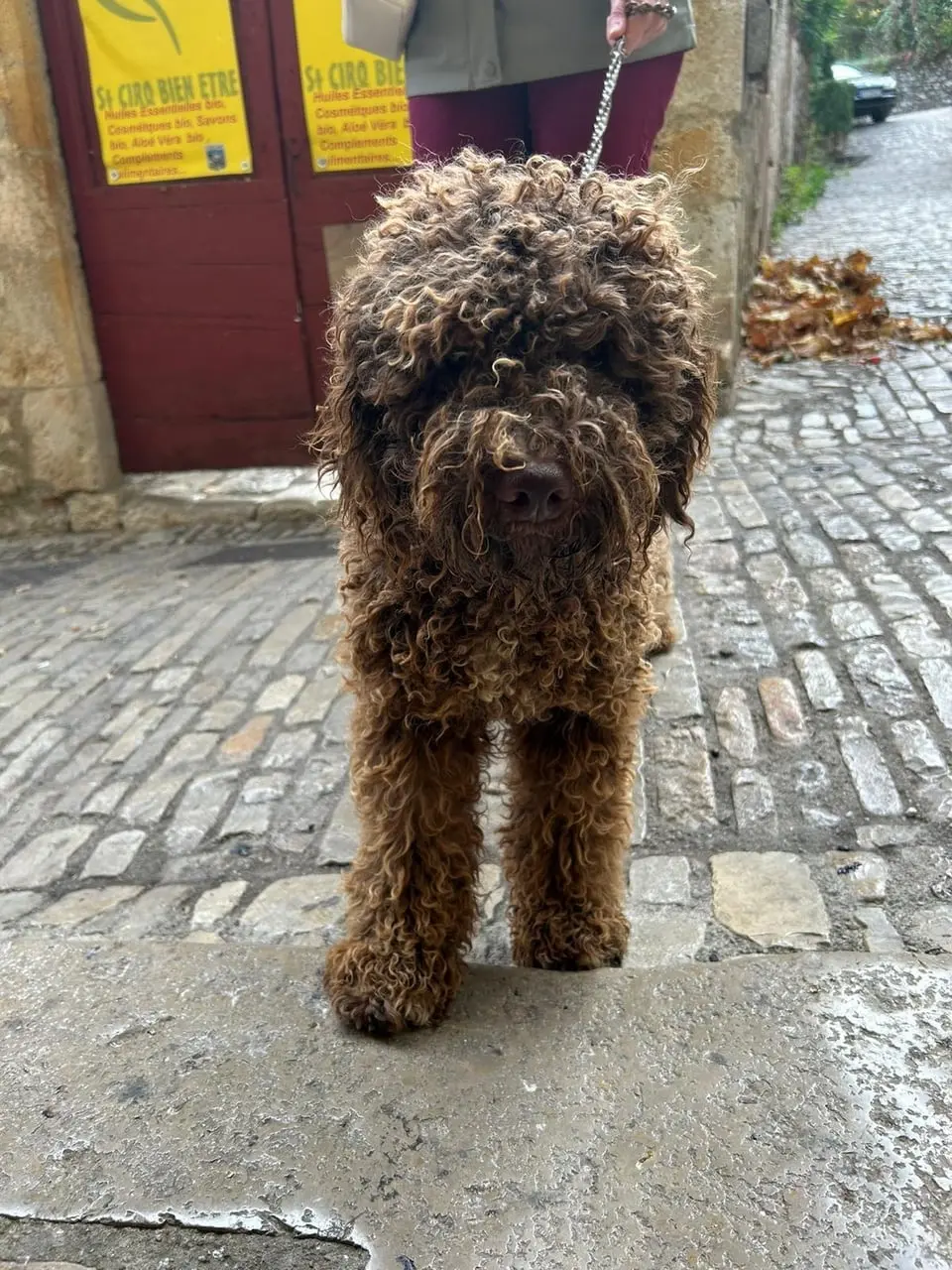 Le Lagotto Romagnolo du Domaine des Lys du Gaucho