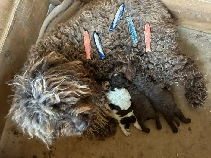 Chiots Lagotto Romagnolo du Domaine des Lys du Gaucho à Fontaines