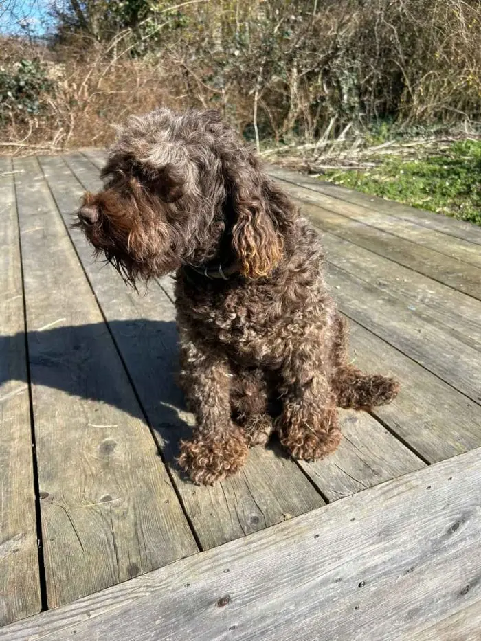 Chiens Lagotto Romagnolo du Domaine des Lys du Gaucho à Fontaines