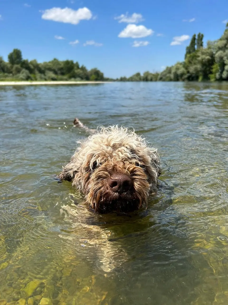 Le Lagotto Romagnolo du Domaine des Lys du Gaucho
