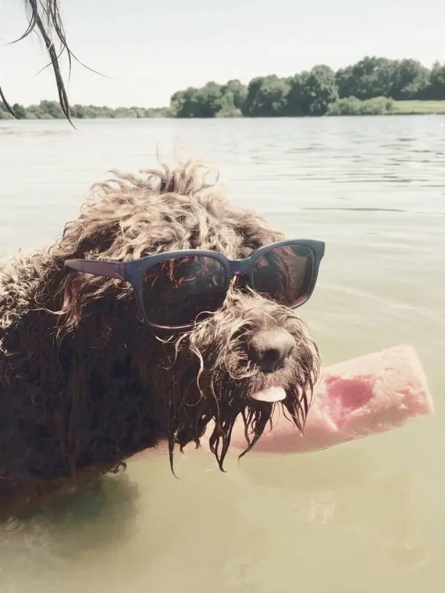 Chiens Lagotto Romagnolo du Domaine des Lys du Gaucho à Fontaines