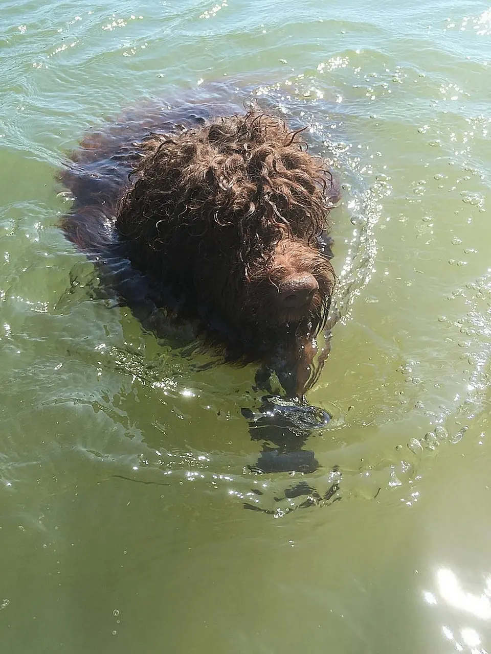 Le Lagotto Romagnolo du Domaine des Lys du Gaucho