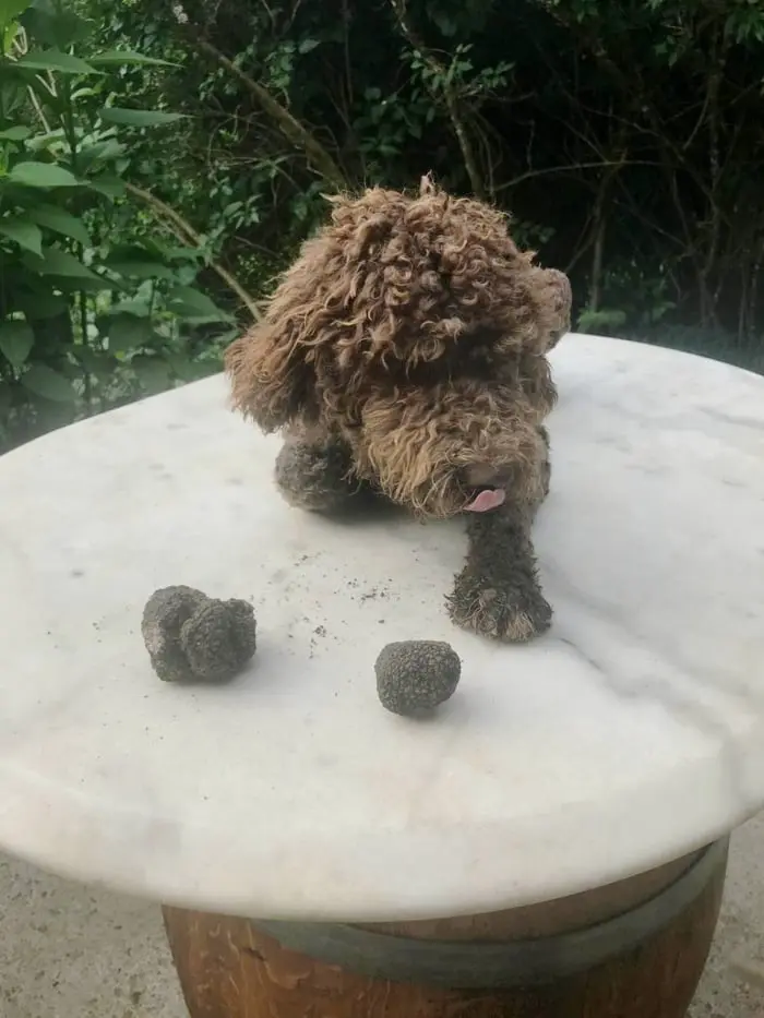 Chiens Lagotto Romagnolo du Domaine des Lys du Gaucho à Fontaines