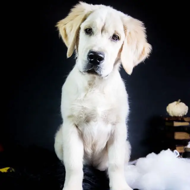 Chiens Golden Retriever du domaine des Lys du Gaucho à Fontaines