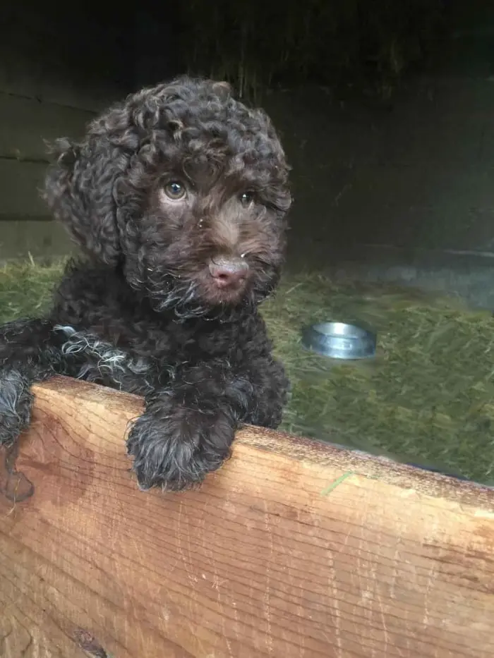 Chien Lagotto Romagnolo du Domaine des Lys du Gaucho à Fontaines