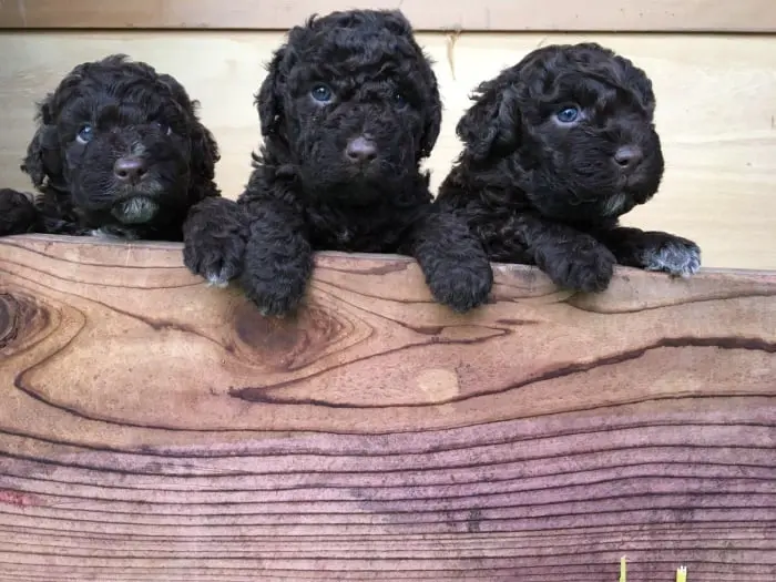 Chiots Lagotto Romagnolo du Domaine des Lys du Gaucho à Fontaines