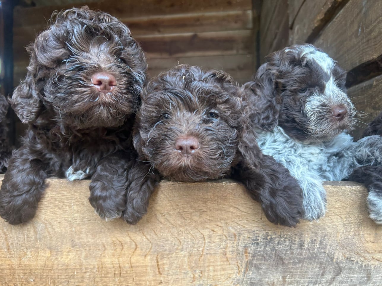 Lagotto-2026.1-Domaine des Lys du Gaucho à Fontaines