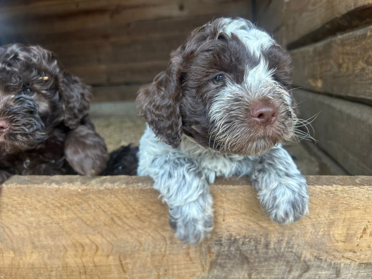 Lagotto-2026.2-Domaine des Lys du Gaucho à Fontaines