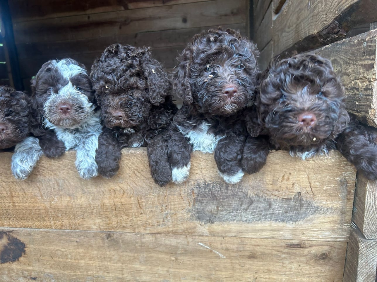 Lagotto-2026.3-Domaine des Lys du Gaucho à Fontaines