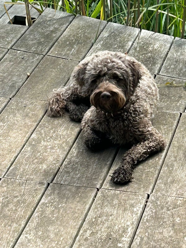 Lagotto-2026.10-Domaine des Lys du Gaucho à Fontaines