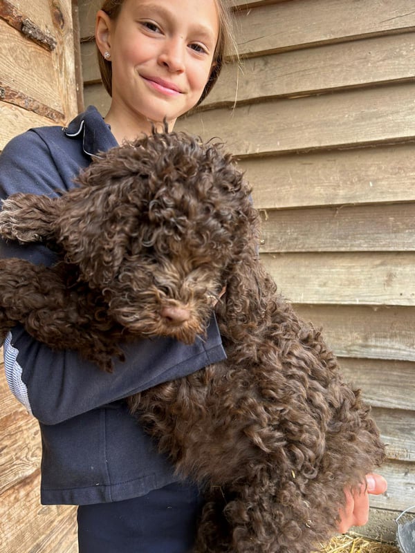 Lagotto-2026.11-Domaine des Lys du Gaucho à Fontaines