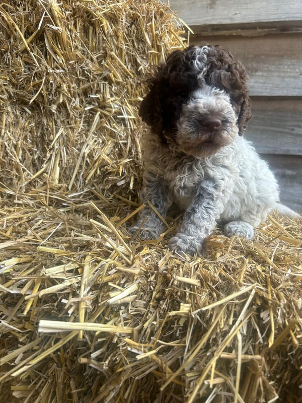 Lagotto-2026.12-Domaine des Lys du Gaucho à Fontaines
