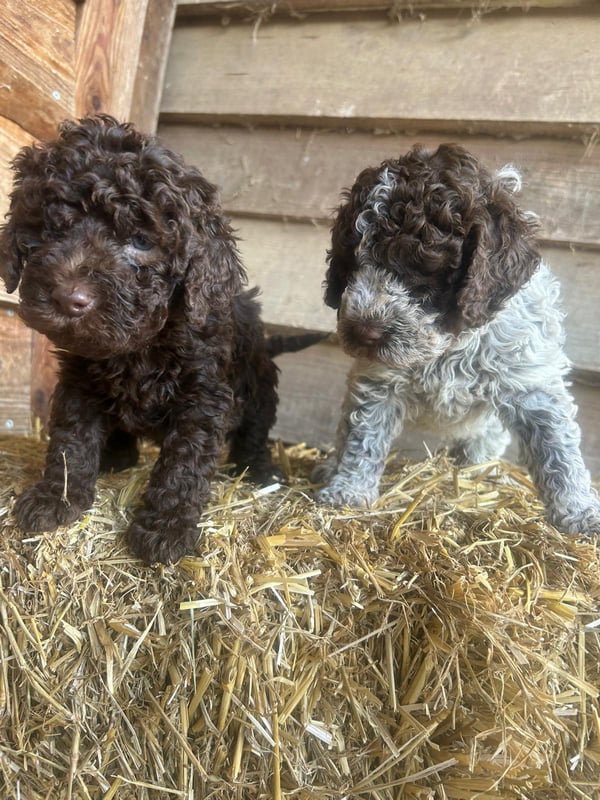 Lagotto-2026.13-Domaine des Lys du Gaucho à Fontaines