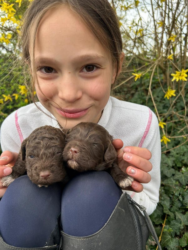 Lagotto-2026.15-Domaine des Lys du Gaucho à Fontaines
