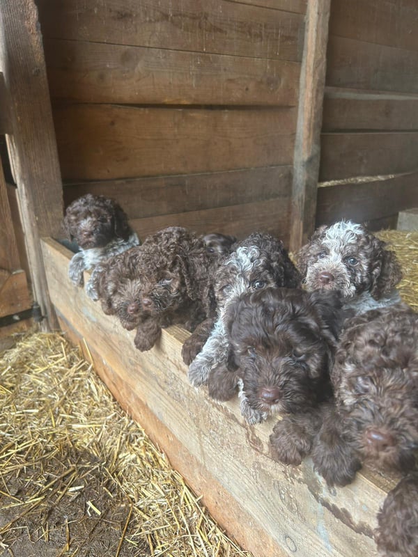 Lagotto-2026.16-Domaine des Lys du Gaucho à Fontaines