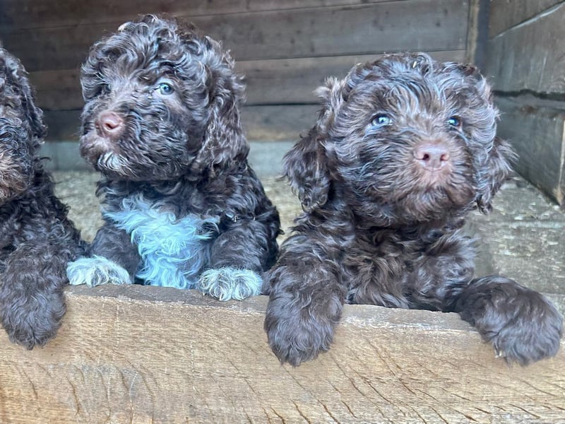 Nouvelle portée de Lagotto Romagnolo née au Domaine des Lys du Gaucho
