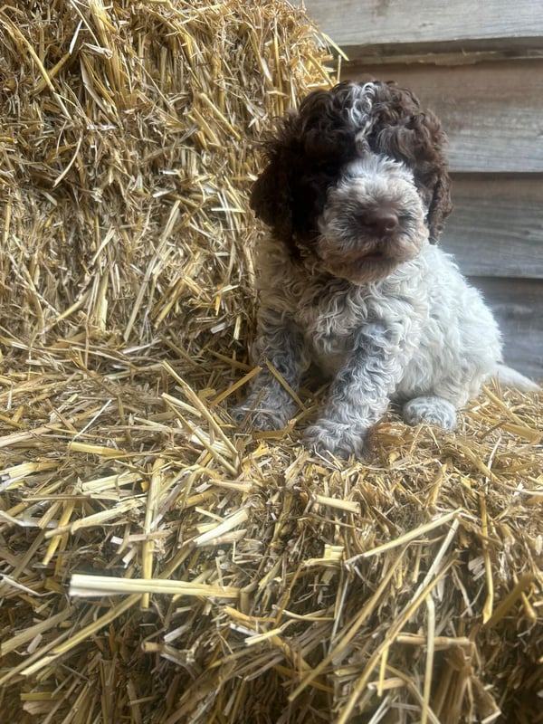 Lagotto-2026.6-Domaine des Lys du Gaucho à Fontaines