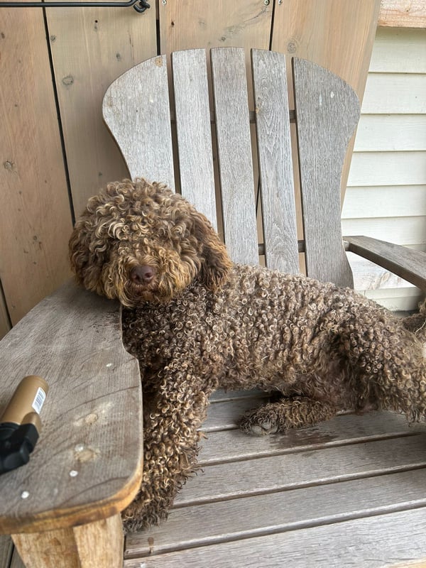 Lagotto-2026.7-Domaine des Lys du Gaucho à Fontaines