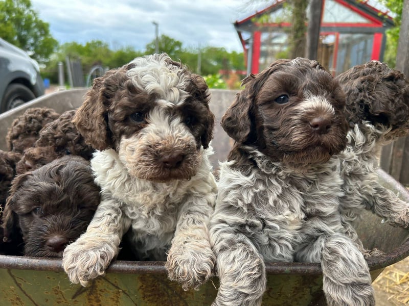 Lagotto-2026.8-Domaine des Lys du Gaucho à Fontaines
