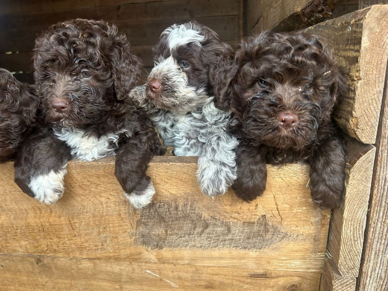 Naissance de Lagotto Romagnolo