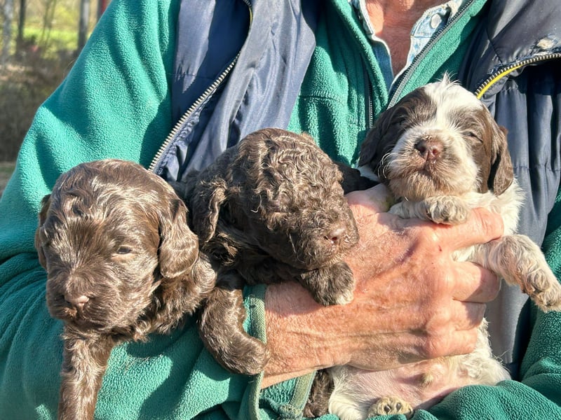 Lagotto-2026.9-Domaine des Lys du Gaucho à Fontaines
