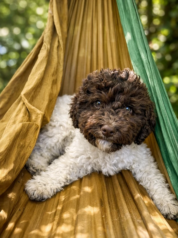 Lagotto Romagnolo du Domaine des Lys du Gaucho