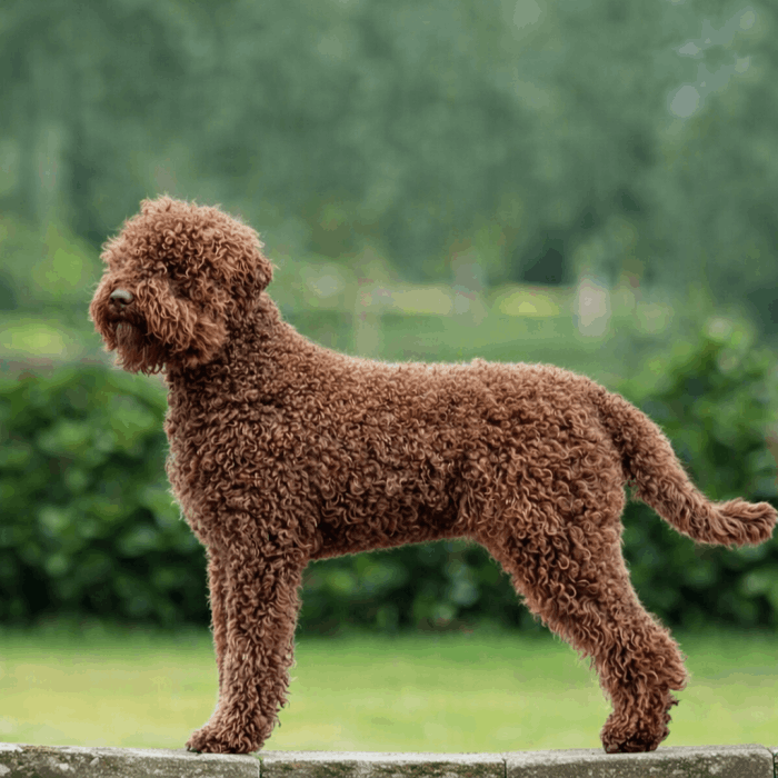 Chiens Lagotto Romagnolo du Domaine des Lys du Gaucho à Fontaines