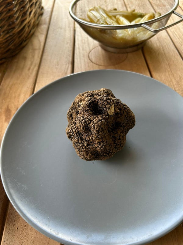 Truffes trouvées par nos Lagottos-2025.1-Domaine des Lys du Gaucho à Fontaines