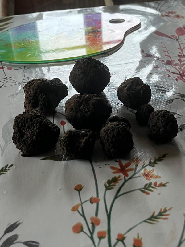 Truffes trouvées par nos Lagottos-2025.0-Domaine des Lys du Gaucho à Fontaines