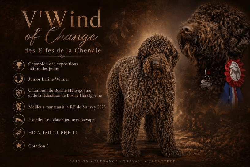 V'Wind, Lagotto mâle, reproducteur d'exception