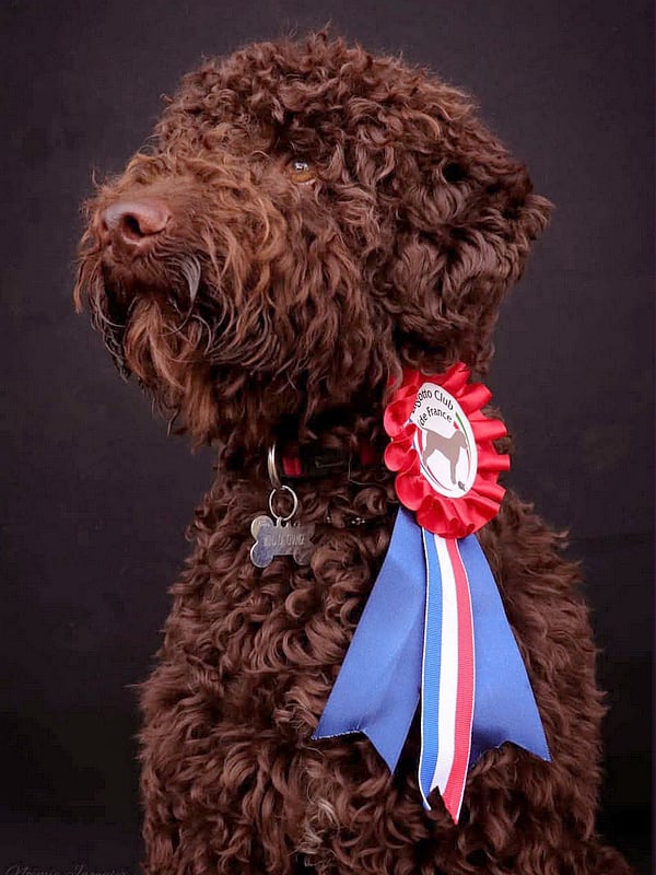 V'Wind of Change des Elfes de la Chenaie, Lagotto reproducteur